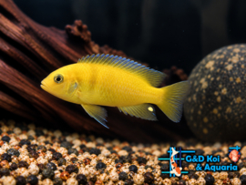 Metriaclima Lombardoi / Malawi Cichlide