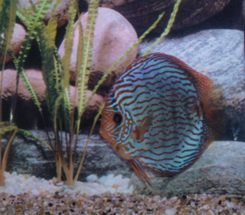 Symphysodon / Stendker Discus Rood Turqouise
