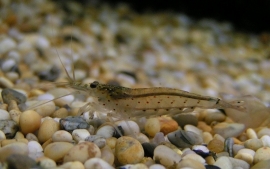 Caridina multidentata / japonica garnaal