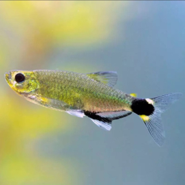 Aphyocharax paraguayensis/ panda tetra