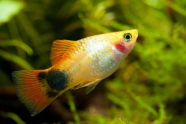 Xipho. Maculatus Gold Mickey  / Platy Goud Mickey