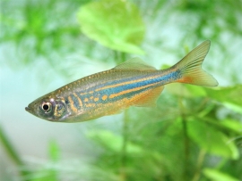 brachydanio aequipinnatus / reuze danio