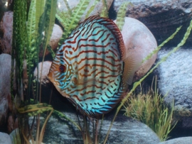 Symphysodon /  Stendker Discus Brilliant  Turquoise