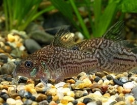 Corydoras sodalis / gevlekte corydoras