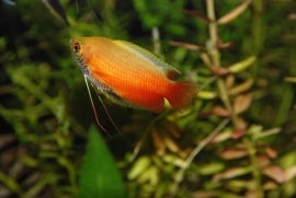 Colisa Chuna / Honing gourami