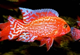 aulonocara coral red