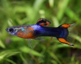 Poecilia endleri Wingei / Endler guppy Black Flame