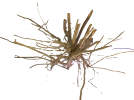 Driftwood Selected DW8 - 50x35x20cm