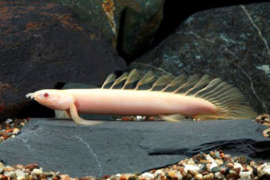 Polypterus Senegalus Albino / Kwastvin aal