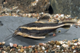 Platydoras Costatus  / Gestreepte meerval