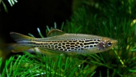 Brachydanio Frankei / Luipaard Danio