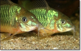 Brochis Splendens / Smaragd corydoras