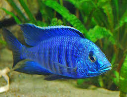 Copadichromis Azureus