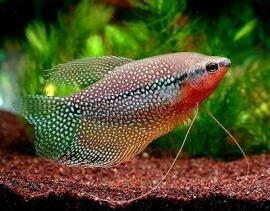 Trichogaster leeri  / Diamant gourami