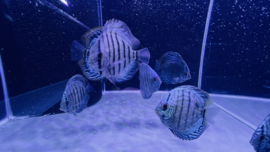 Symphysodon Aequifasciatus /  Discusvis Royal Blue