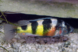 Haplochromis Obliquidens Zebra / Zebra Obliquidens