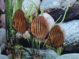 Symphysodon / Stendker Discus Santarem