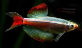 Tanichthys albonubes Longfin / Chinese Danio Longfin