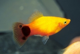 Xipho. Maculatus  Sunset Mickey / Platy sunset mickey