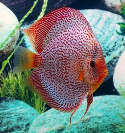 Symphysodon / Stendker Discus Leopard Snake Skin