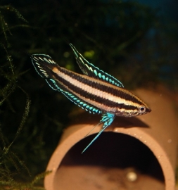 licorice gourami - parosphromenus deissneri / Gourami