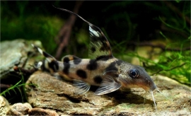 Synodontis Decorus / Meerval