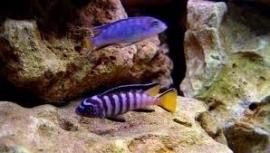 Pseudotropheus Elongatus / Malawi Cichlide