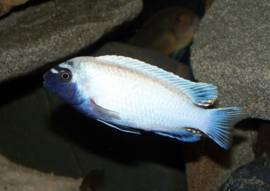 Pseudotropheus Polit / Malawi Cichlide