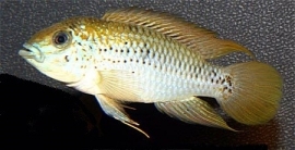 Apistogramma Alacrina / dwergcichlide