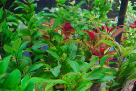 Aquariumplantenmix 24 stuks - 5cm pot