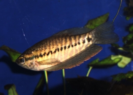 Trichopodus Pectoralis/ Gewone Draadgourami