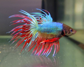 Betta splendens  / Siamese kempvis "Crown Tail"