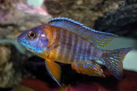 Aulonocara Eureca   / Cichlide