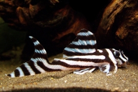 L 046 Hypancistrus Zebra / Pantsermeerval Zebra