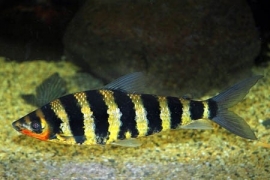 Leporinus Fasciatus / gestreepte Leoprinus