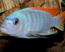 Pseudotropheus Greschakei