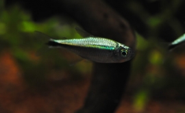Hemigrammus Armstrongi / Goud Tetra