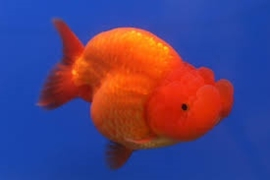 Fancy Goldfish Ranchu