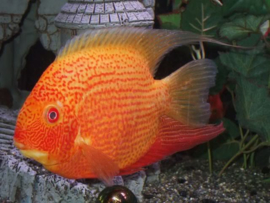 Heros Severum Gold Red Spotted / Cichlasoma
