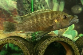 Abactochromis labrosus