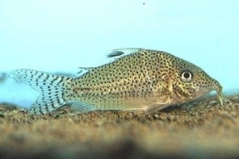 Corydoras Leopardus / Pantsermeerval