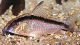 corydoras Arcuatus / pantsermeerval