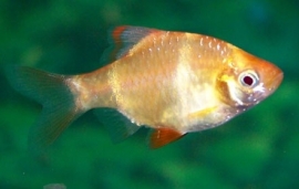 Capoeta Tetrazona Albino / Sumatraan Albino