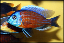 Haplochromis Borleyi Red Kadango / Copadichromis Borleyi Red Kadango