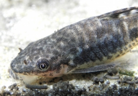 Otocinclus arnoldi /dwergalgeneter