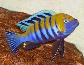 cynotilapia afra / Malawi cichlide