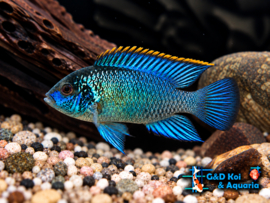Andinocara Pulcher electric blue / Neon  cichlide