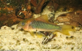 Corydoras Melanotaenia / Pantersmeerval