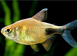 Hemigrammus Pulcher /  Karbonkelzalm