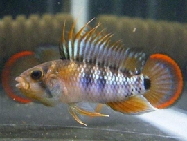 Apistogramma Baenschi Inca / dwergcichlide